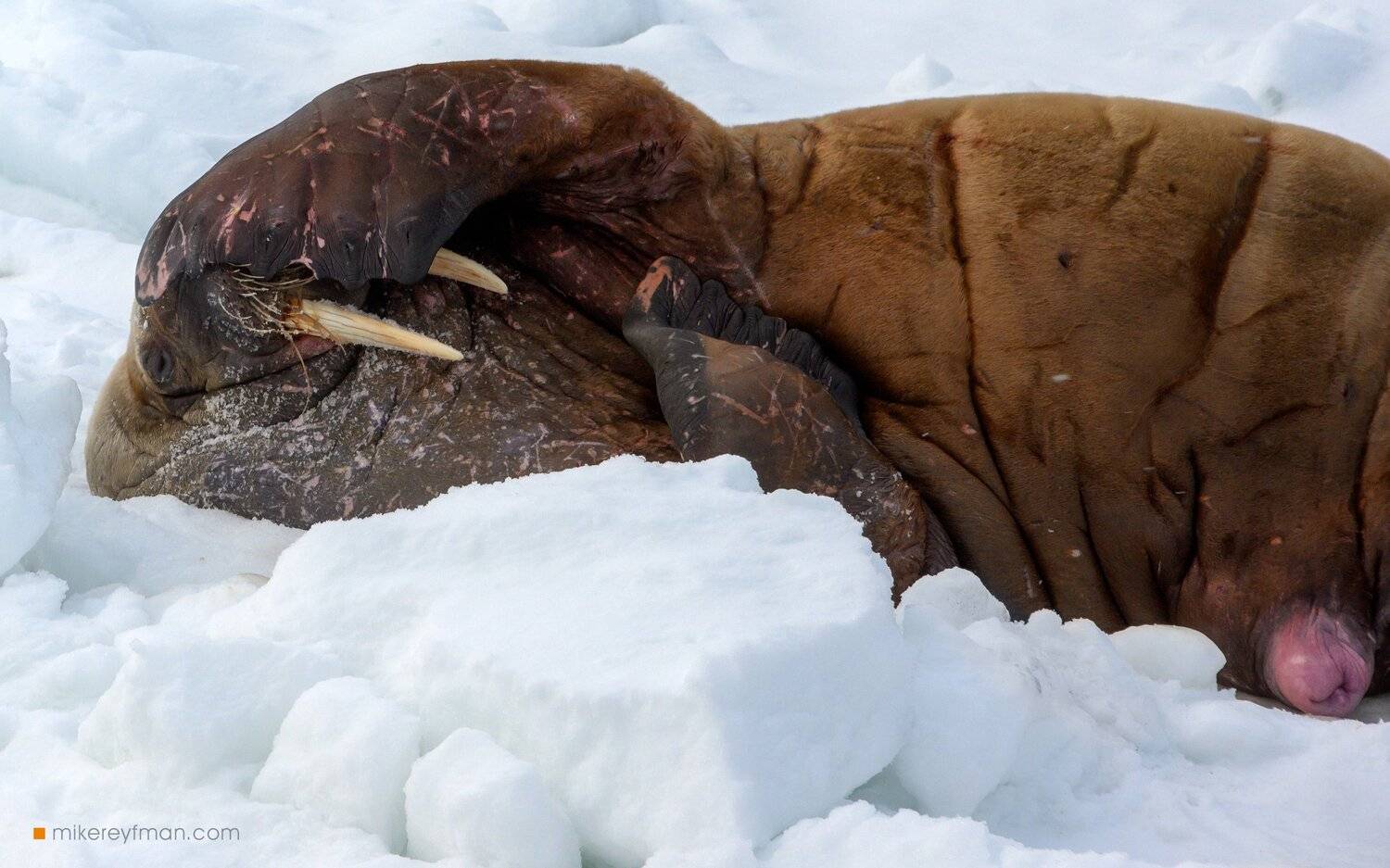 walrus, svalbard, expedition, arctic, north, wild, Майк Рейфман