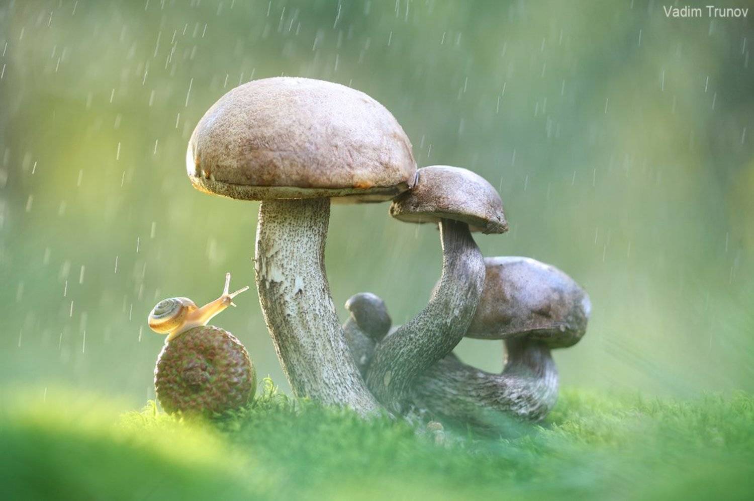 , Вадим Трунов