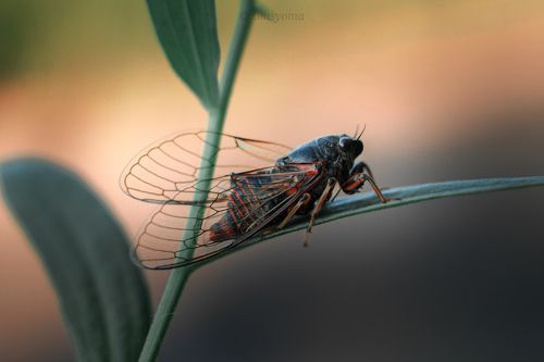 Цикада горная  (лат. Cicadetta montana)