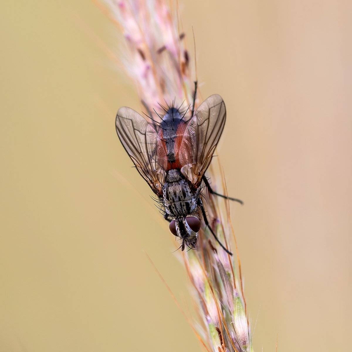 , Александр Земляной