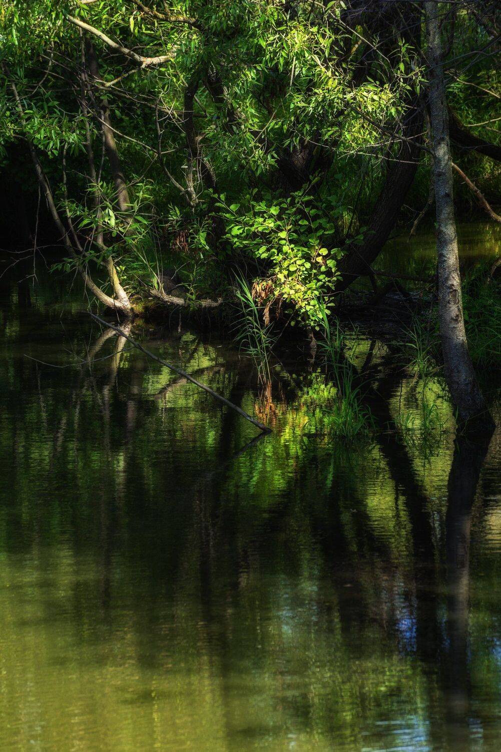 балашиха, пехорка, заросли, Владимир Штыриков