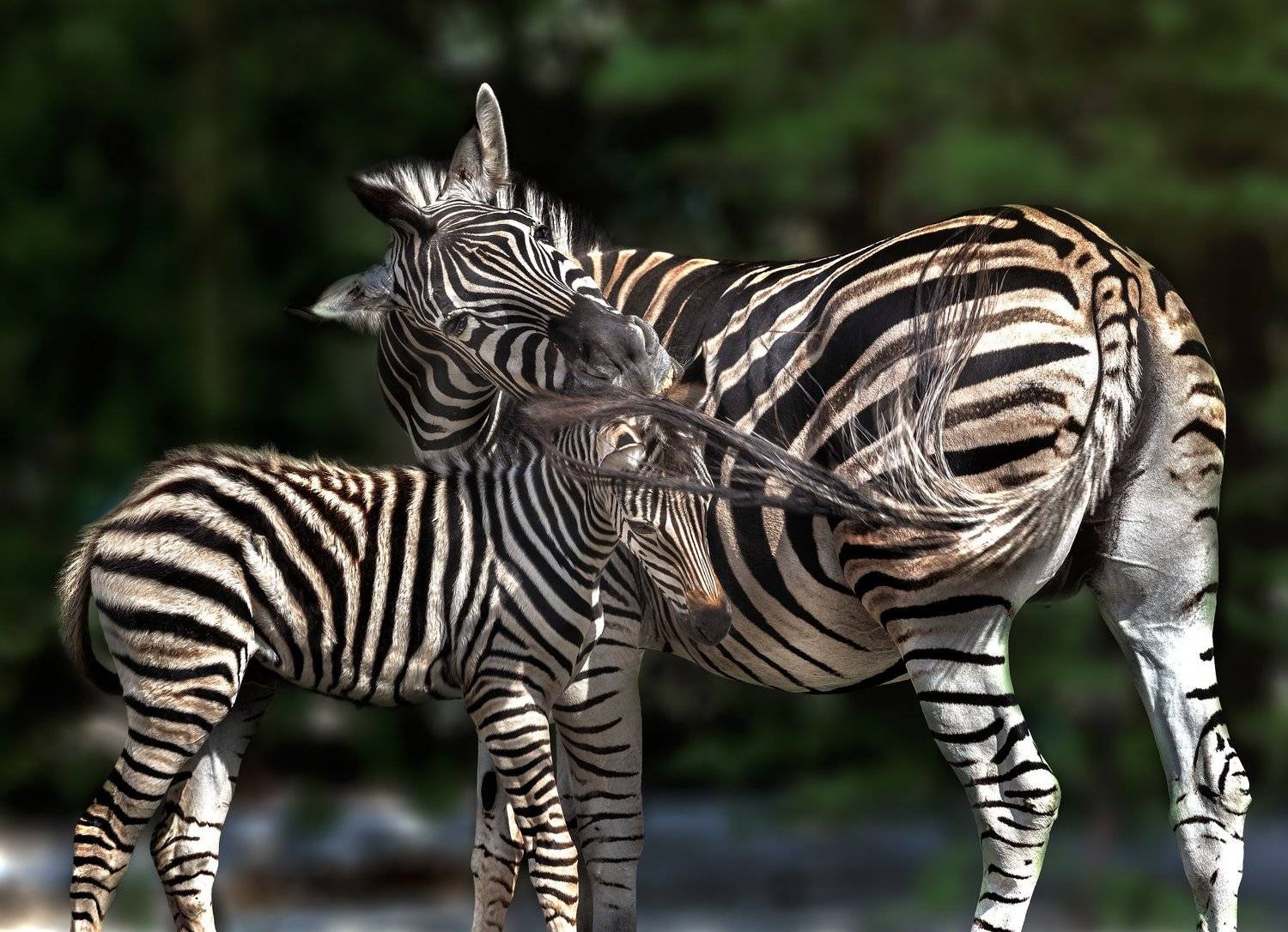 зебры, Олег Богданов