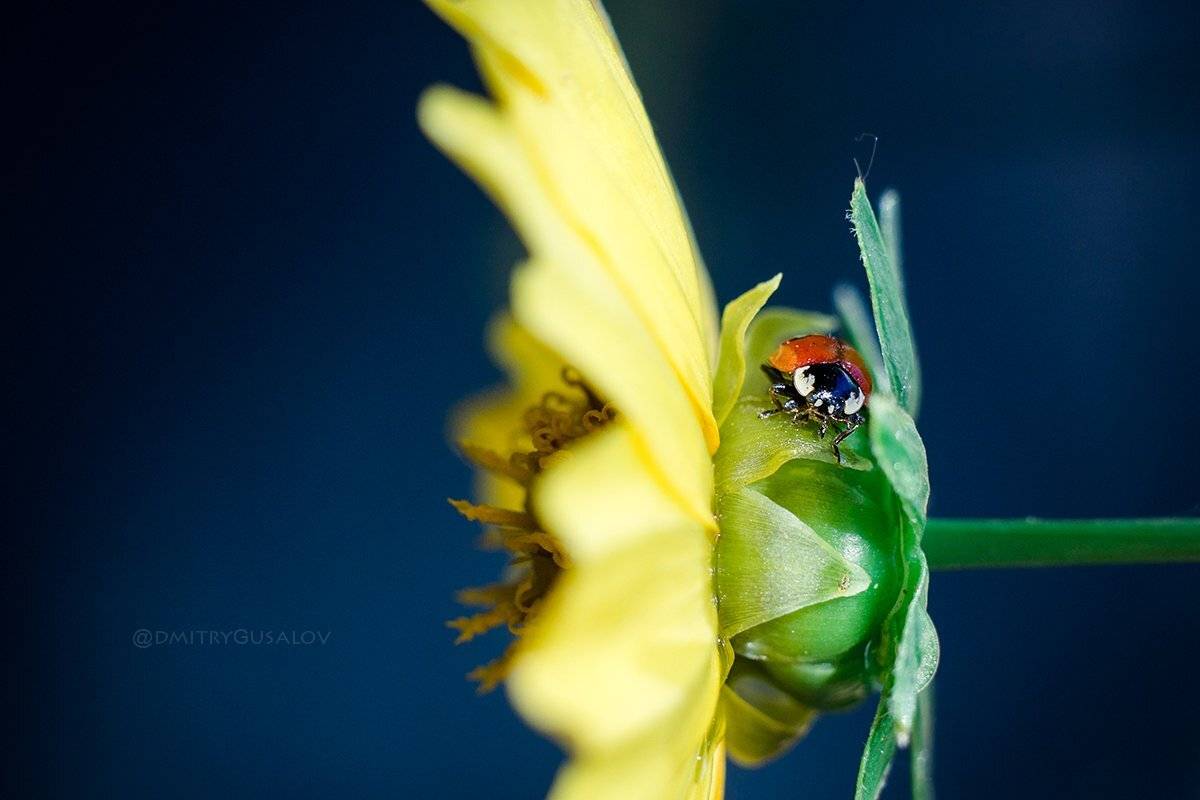 макро, природа, лето, макросъёмка, макрофотография, растение, цветы, жизнь, макромир, Дмитрий Гусалов