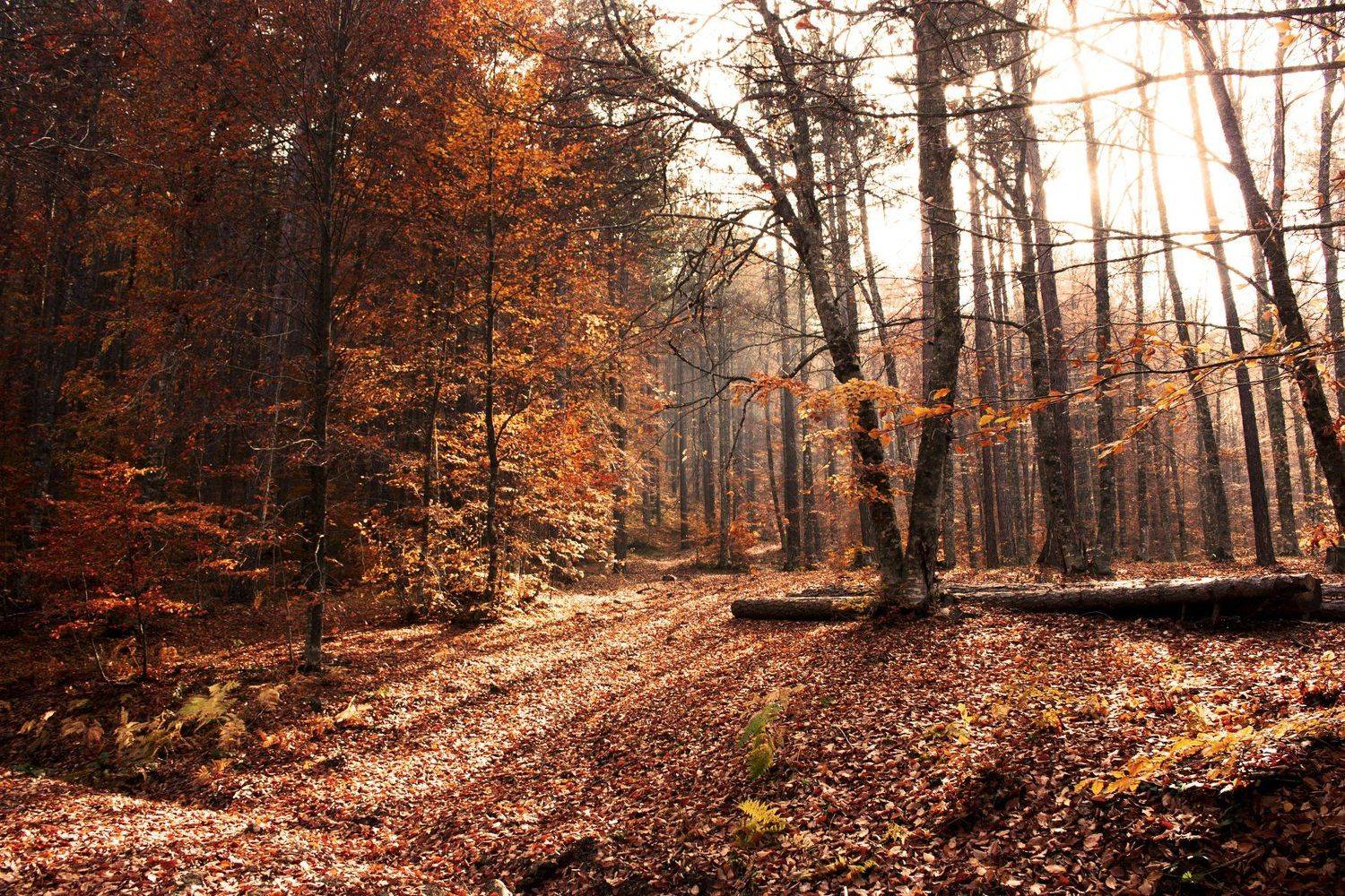 landscape,view,autumn,forest,art,fall,colors,travel,image,photography,freedom,life,peace,, Nihan Bayındır