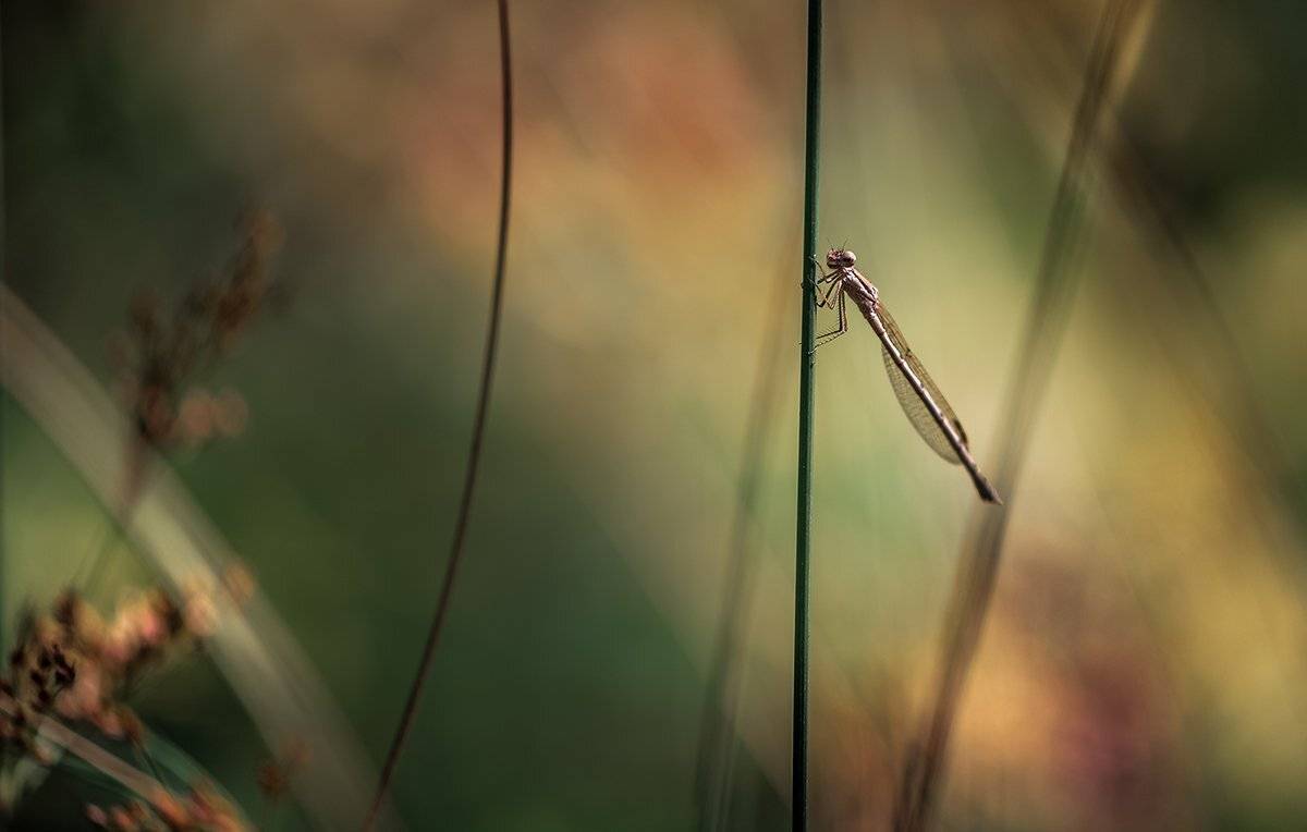 природа, макро, насекомое, стрекоза, Неля Рачкова