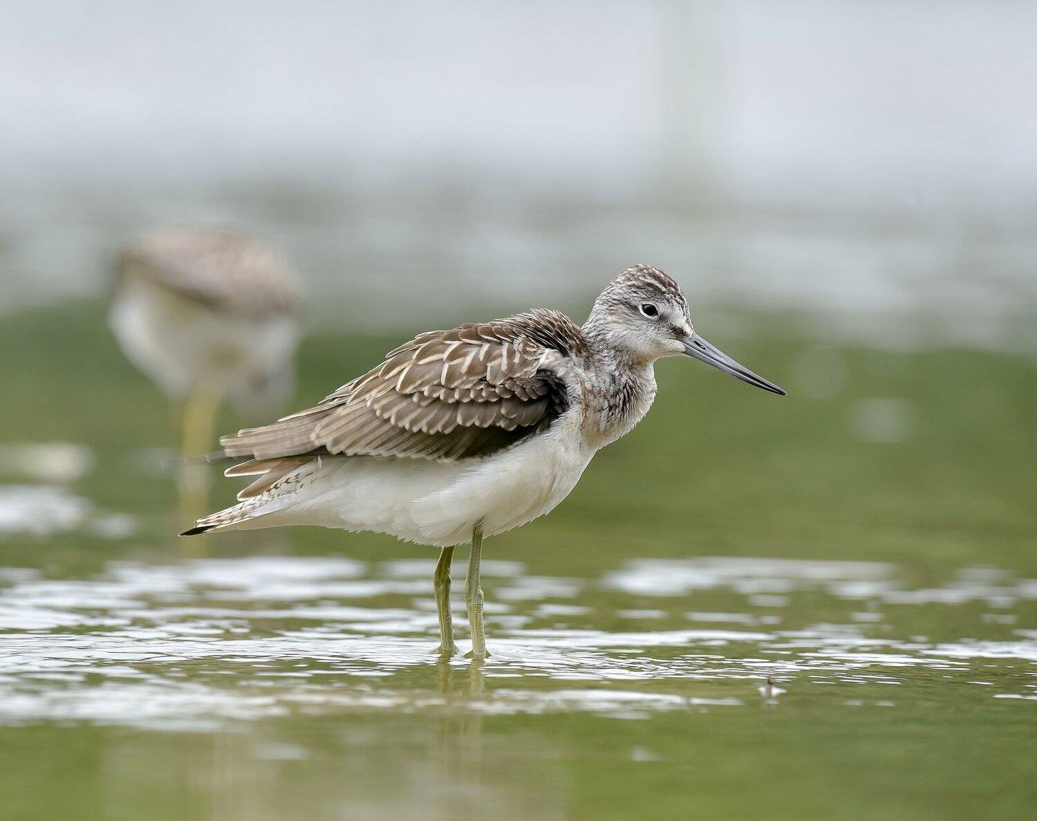 птицы,природа,лето, Андрей Киселёв