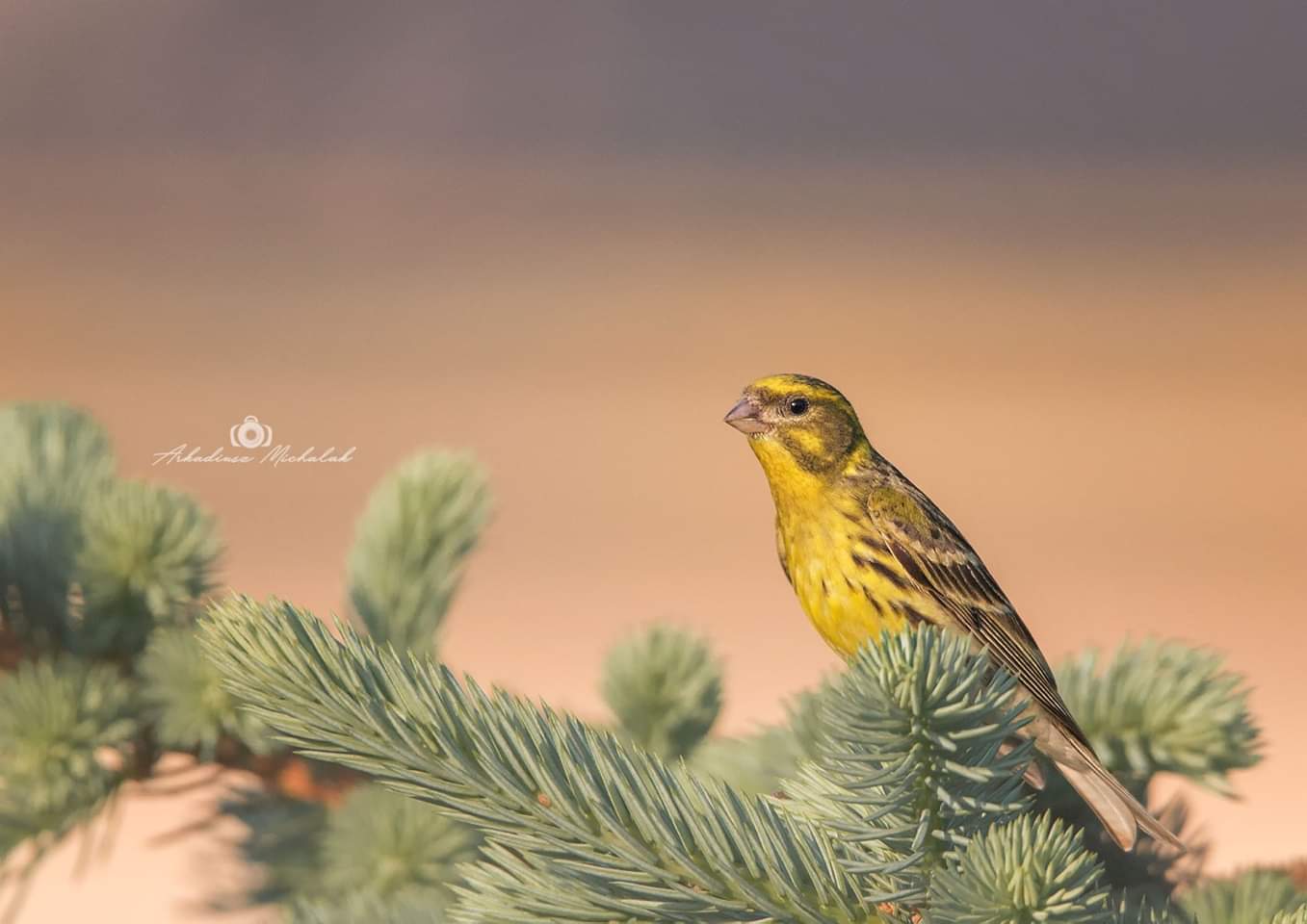 , Arkadiusz Michalak