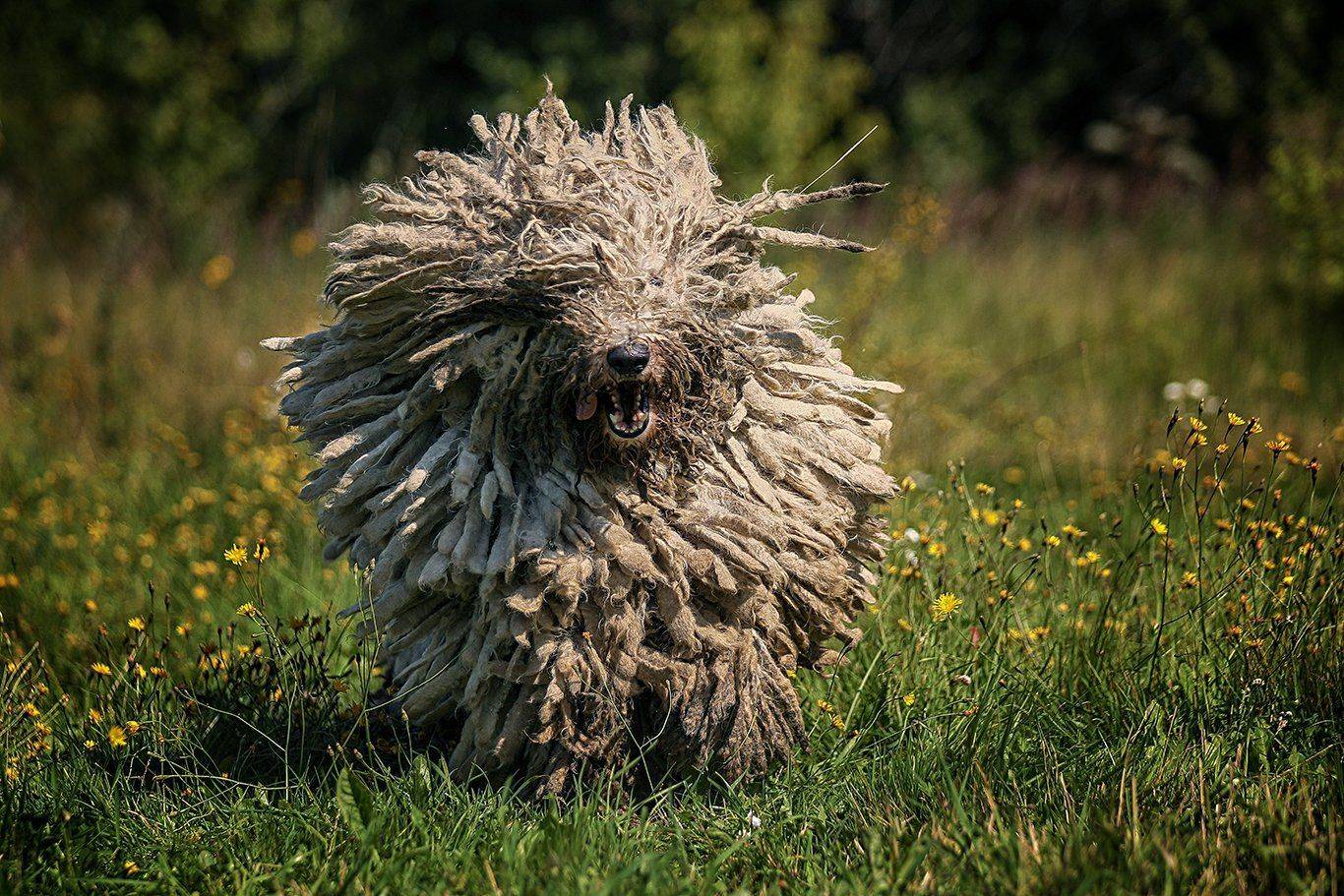 , Андрей Ершов