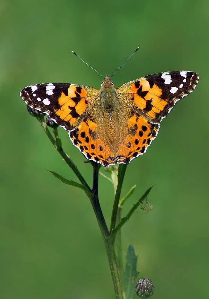 , Чепленко Алексей