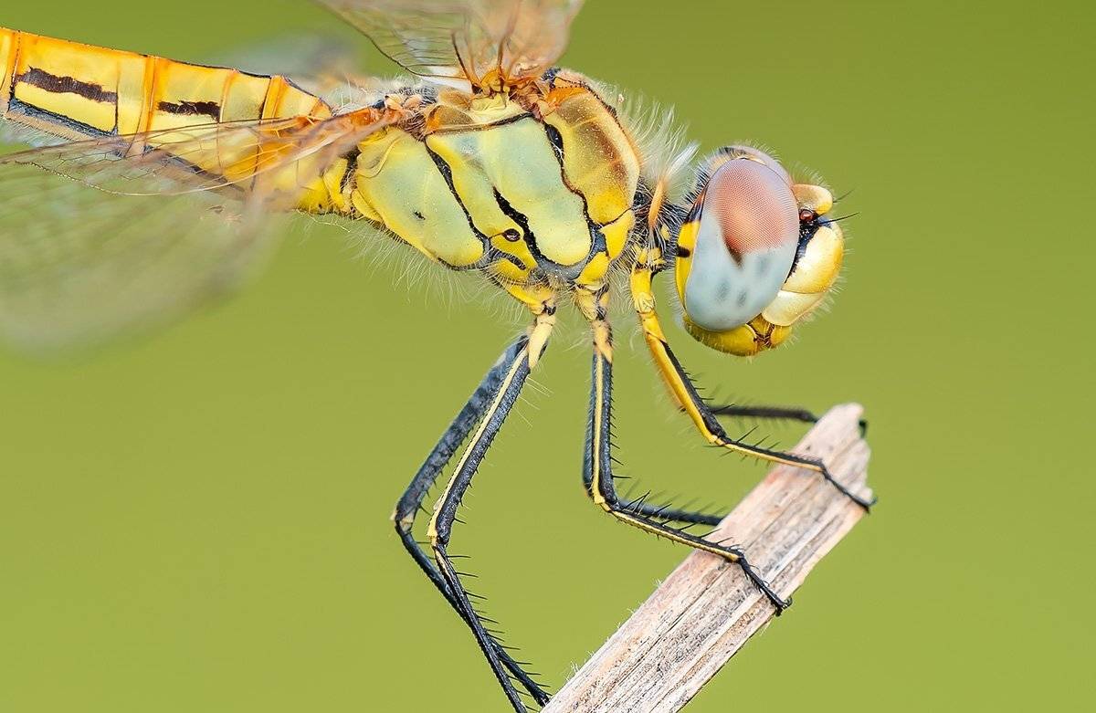 , Александр Земляной