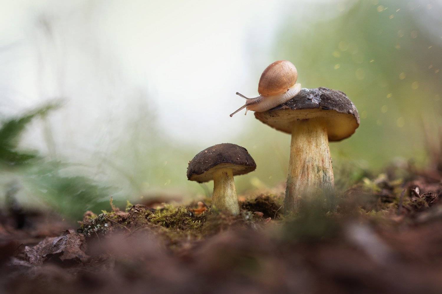 улитка, грибы, лес, природа, макро, красота, nature, snail, wood, macro, mushroom, Людмила Гудина
