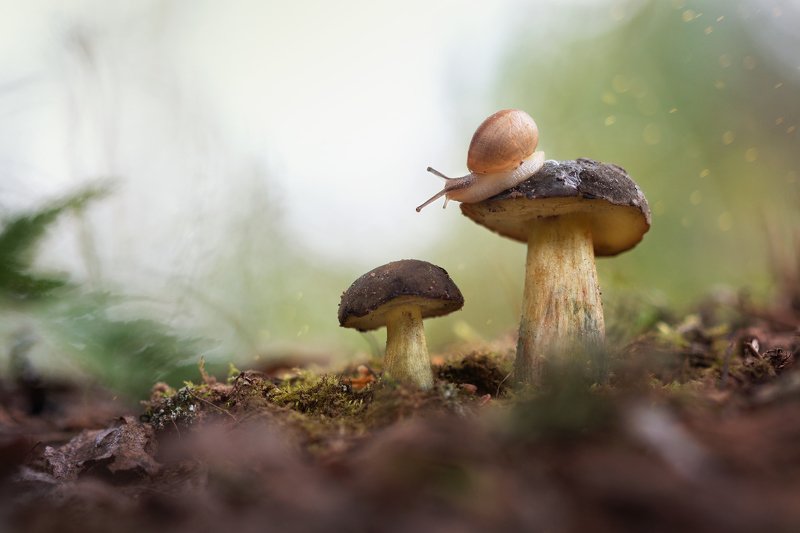 улитка, грибы, лес, природа, макро, красота, nature, snail, wood, macro, mushroom Любительница грибов фото превью
