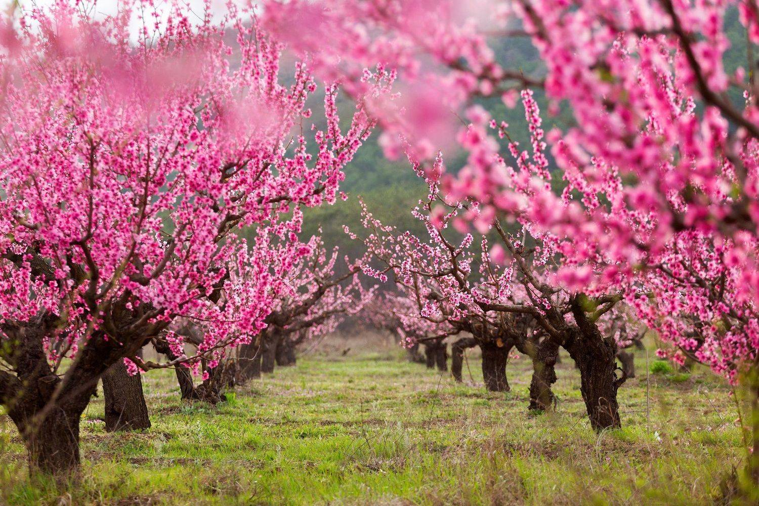 крым, бахчисарай, закат, персиковый сад, персиковые деревья, весна, Екатерина Дмитренко