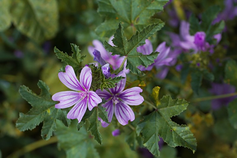 трава,свет,лес,деревья,облака,ветки,цветы,поле,небо *** фото превью