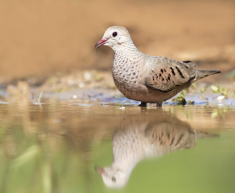 common ground dove, dove, горлица, texas, tx Common ground Dove - Воробьиная Земляная горлица фото превью