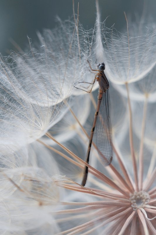 В кружеве фото превью