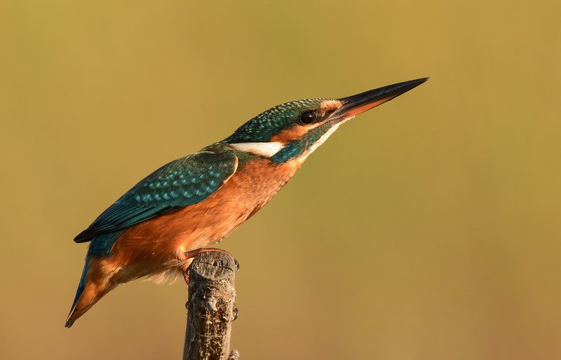 Common kingfisher фото превью