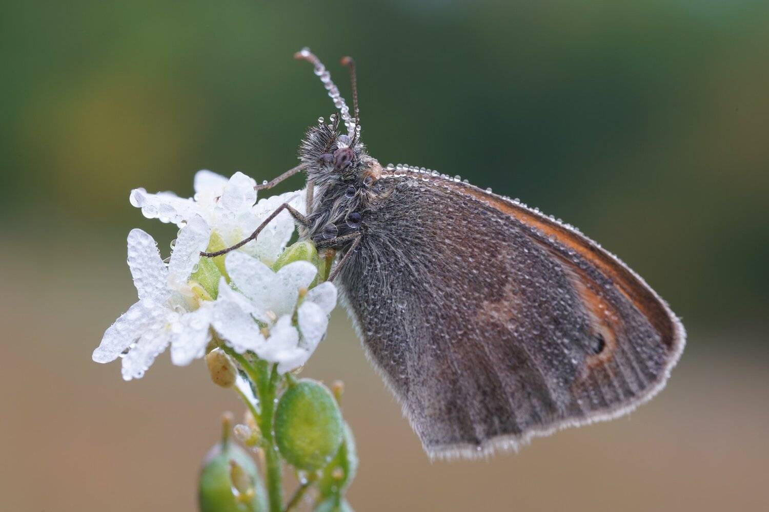 , Кузнецов Дмитрий