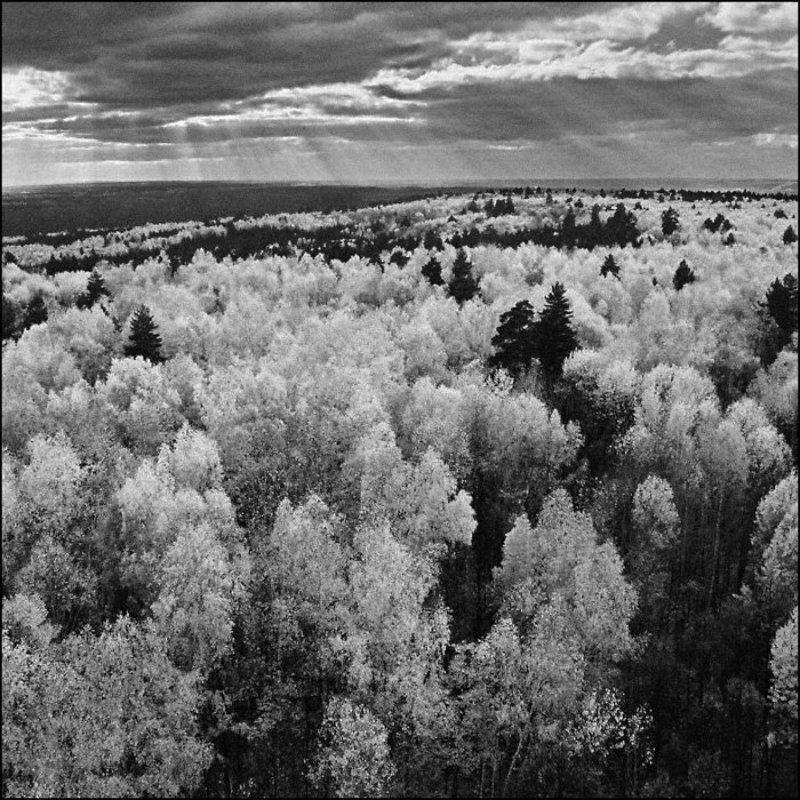 Бузулукский бор фото превью