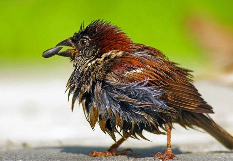 воробей, завтрак Завтрак фото превью