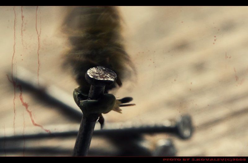 макро ужас Триллер... фото превью