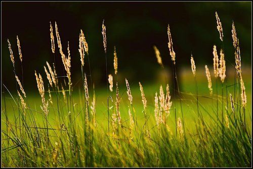 Огоньки полевые