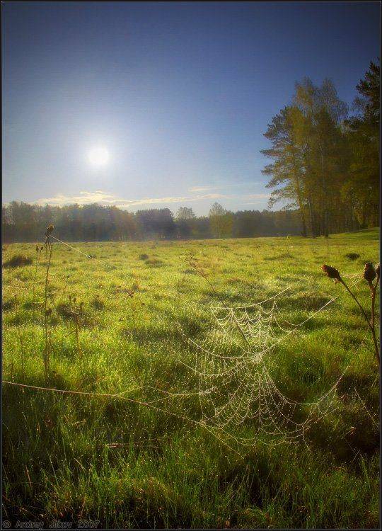 утро, паутинка, пейзаж, Андрей Житков