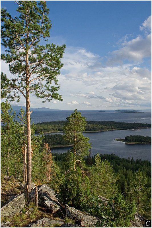 кольский, белое, море, скалы, сосны, просторы Беломорская воля. фото превью