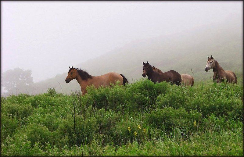 На лугу туманном  (2) фото превью