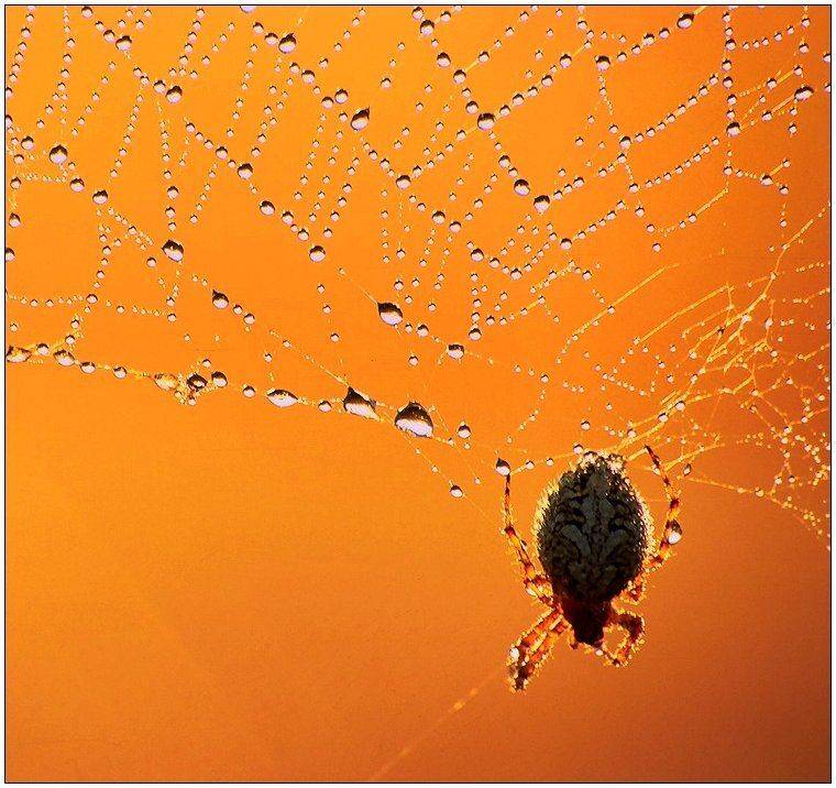 паук, лето, июль, рассвет, паутина, роса, Григорий Иващенко