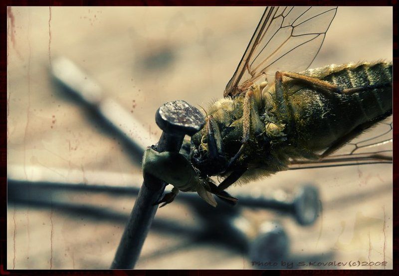 насекомый террор жуть... фото превью