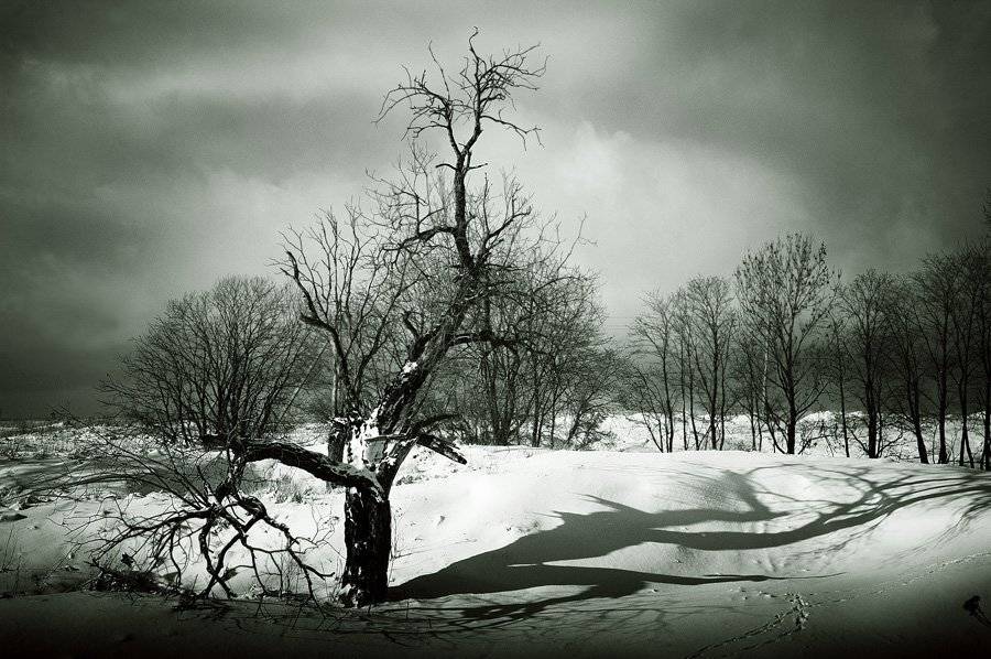 свет и тень,солнечно облачно,дерево,облака, Евгений Пугачев.