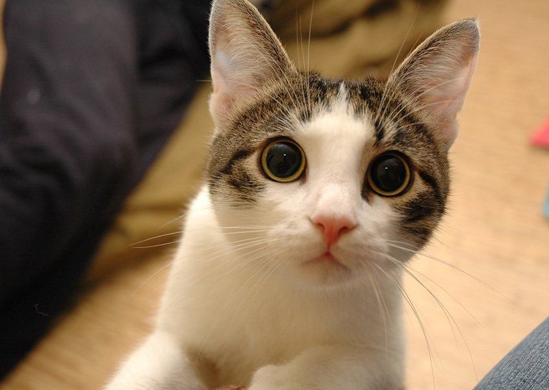 кот,глаза,животные Вот это у него объектив  :-O фото превью