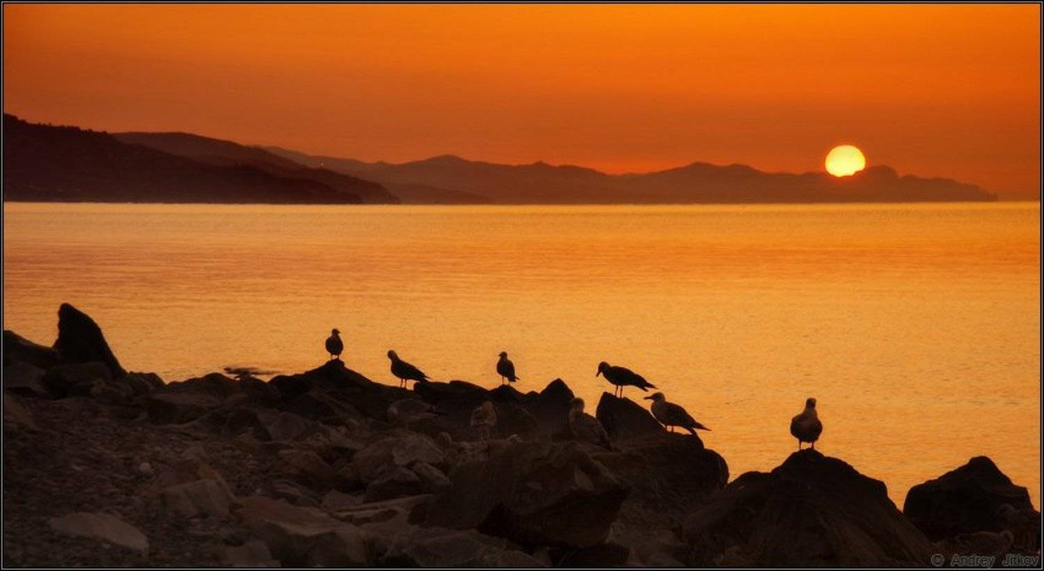 август, лето, утро, море, солнце, крым, чайки, пейзаж, Андрей Житков