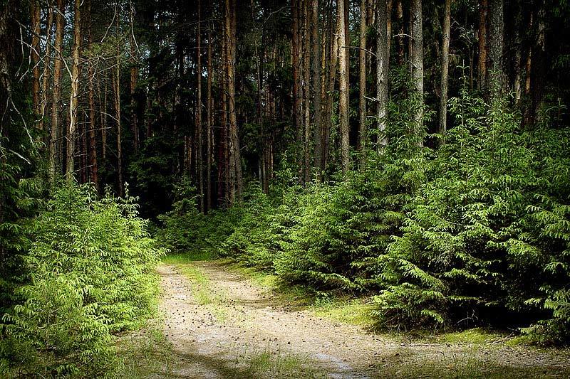ель лес комар сосна проселок Комариный рай фото превью