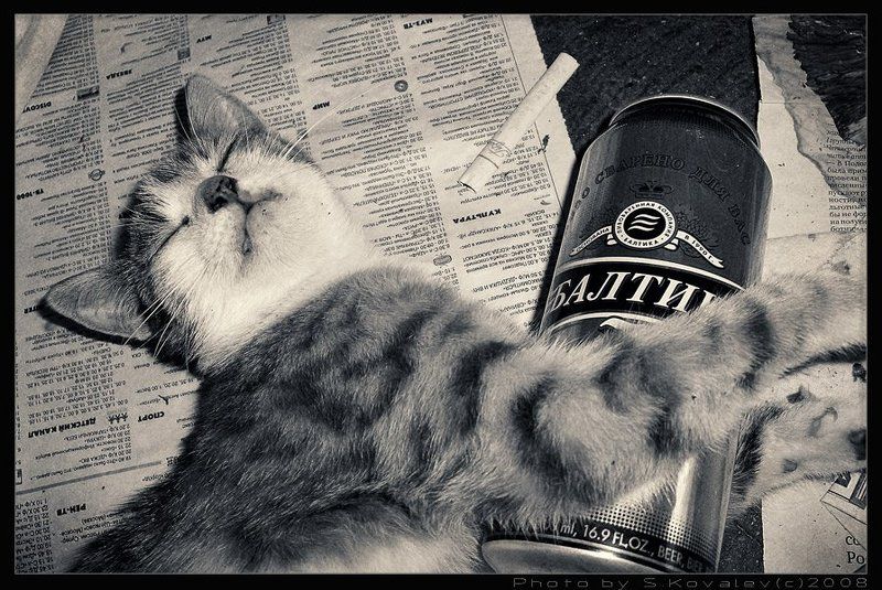 прима, пиво, кошечки Больше пить не могу... фото превью