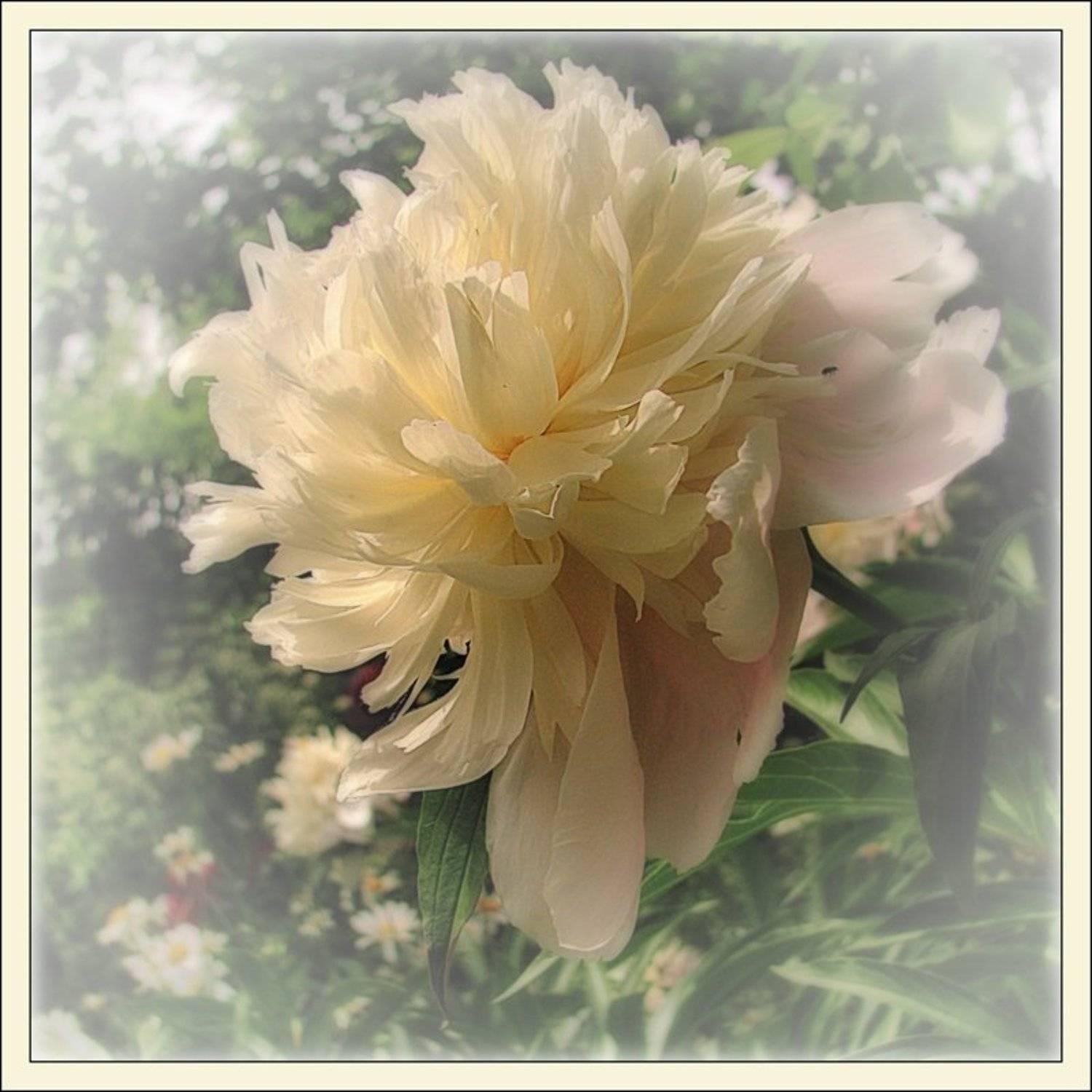 пион, Андрей Антонов