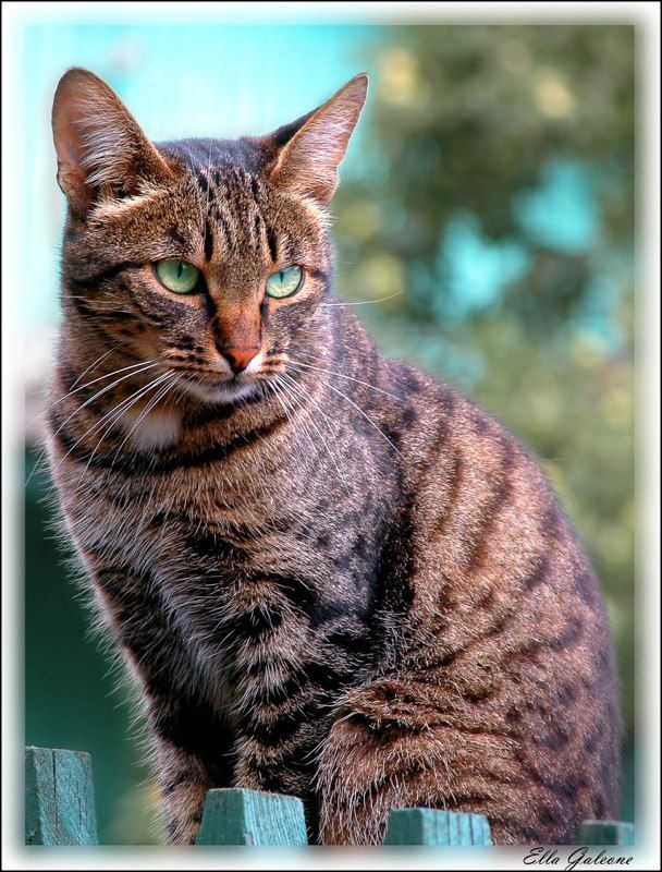 Портрет неизвестного (Ritratto di uno sconosciuto) фото превью