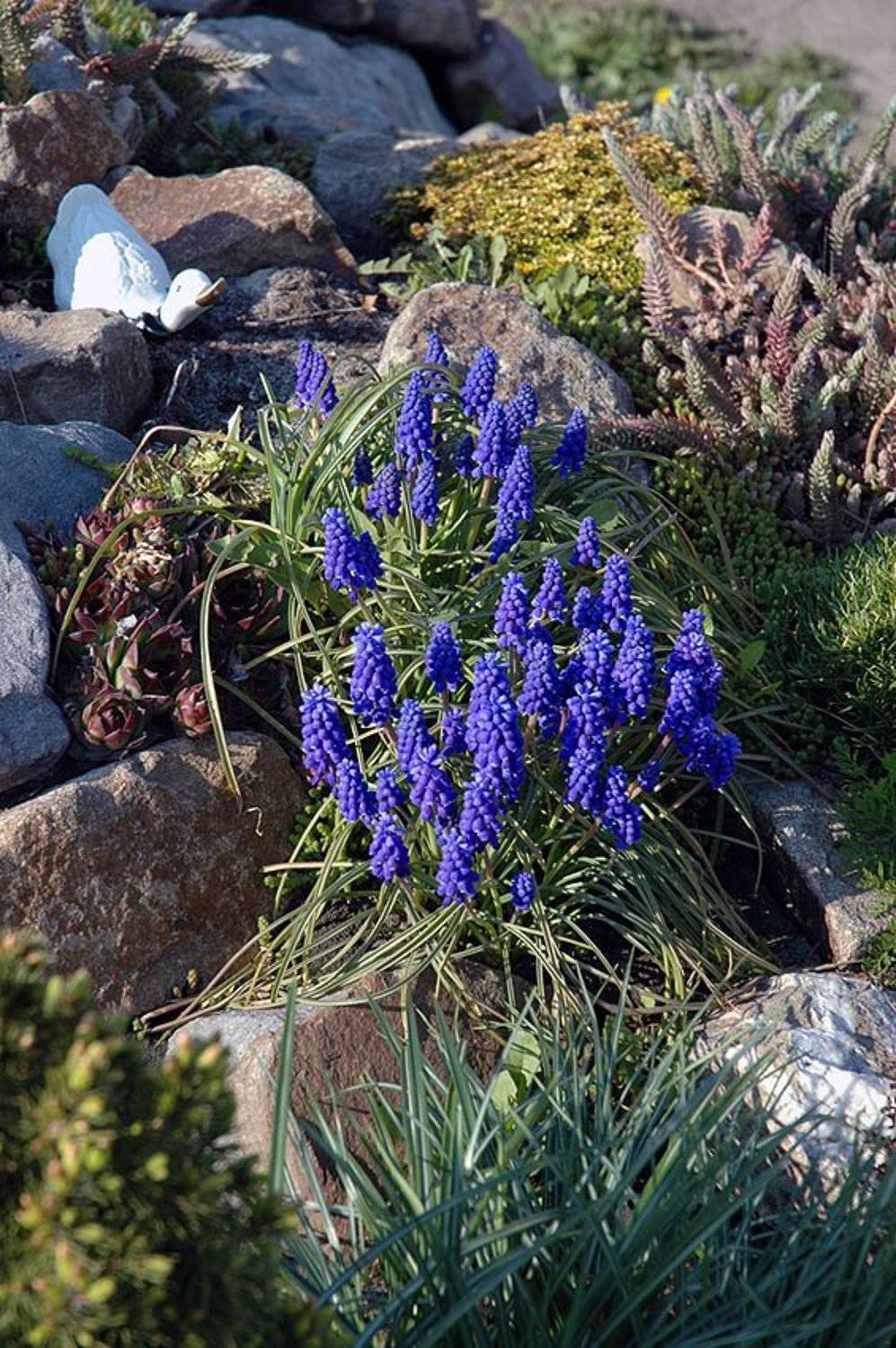 2007, курск, синие цветы, Владимир Разумов