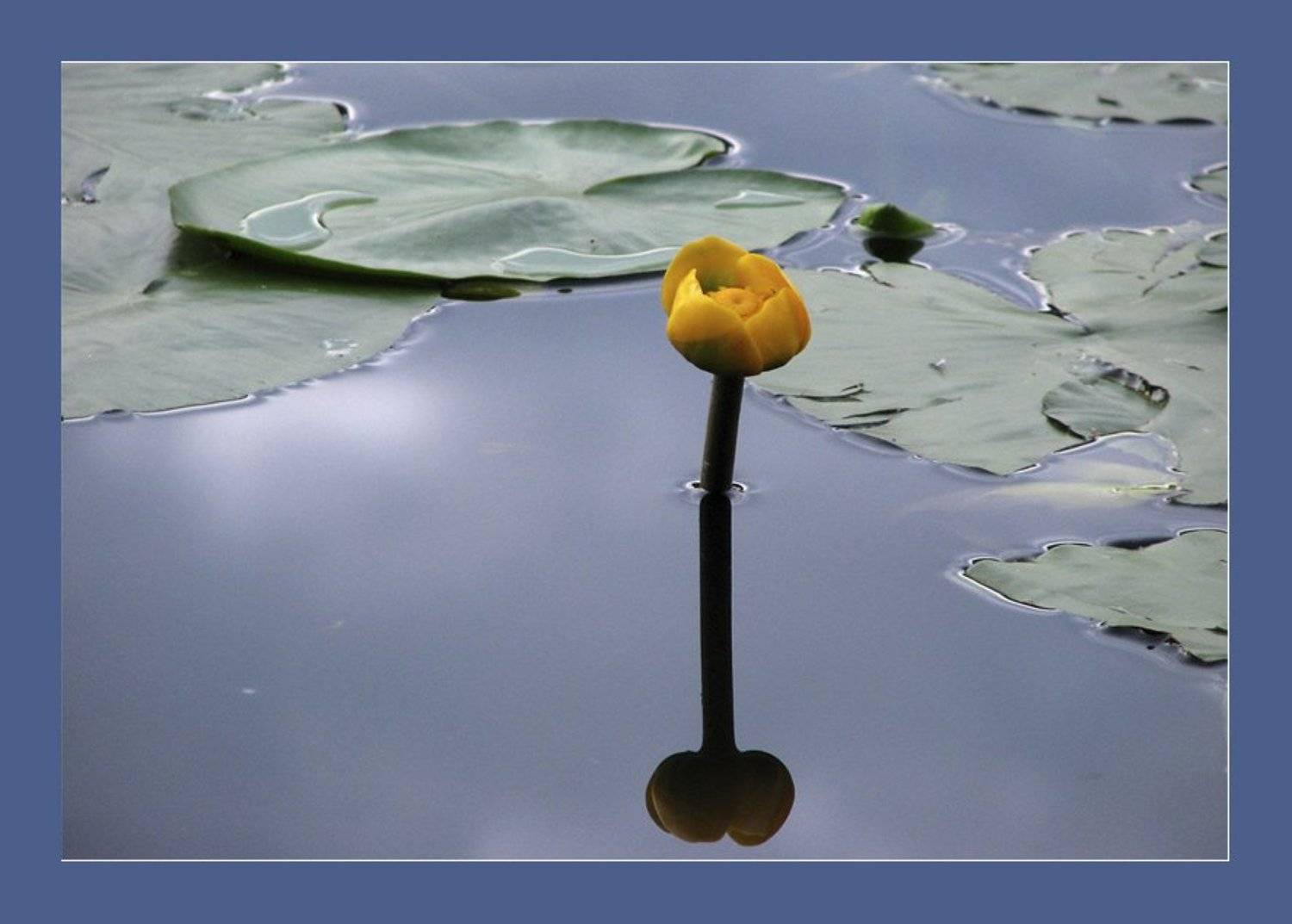 , Лунный Ежик