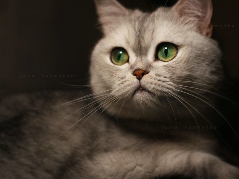 кошка, салли Моя Салли фото превью