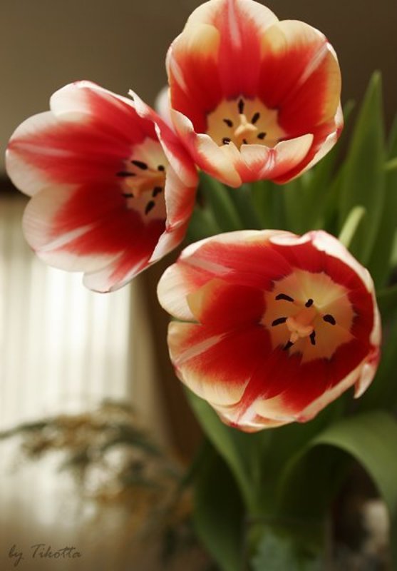 8 марта фото превью