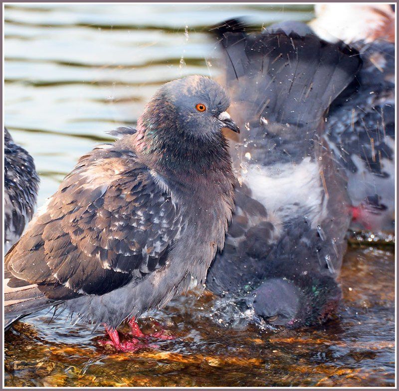 голуби,птица Утренние процедуры фото превью