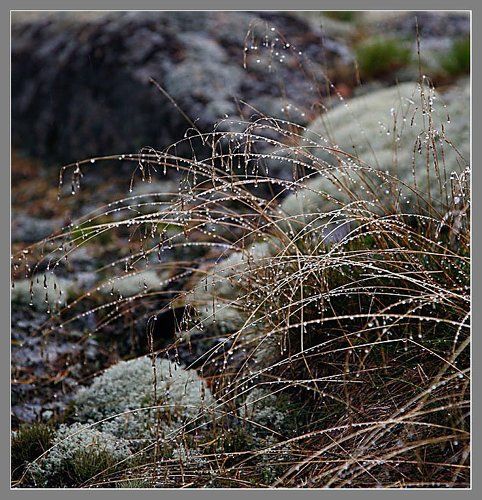 Утренние бусинки!