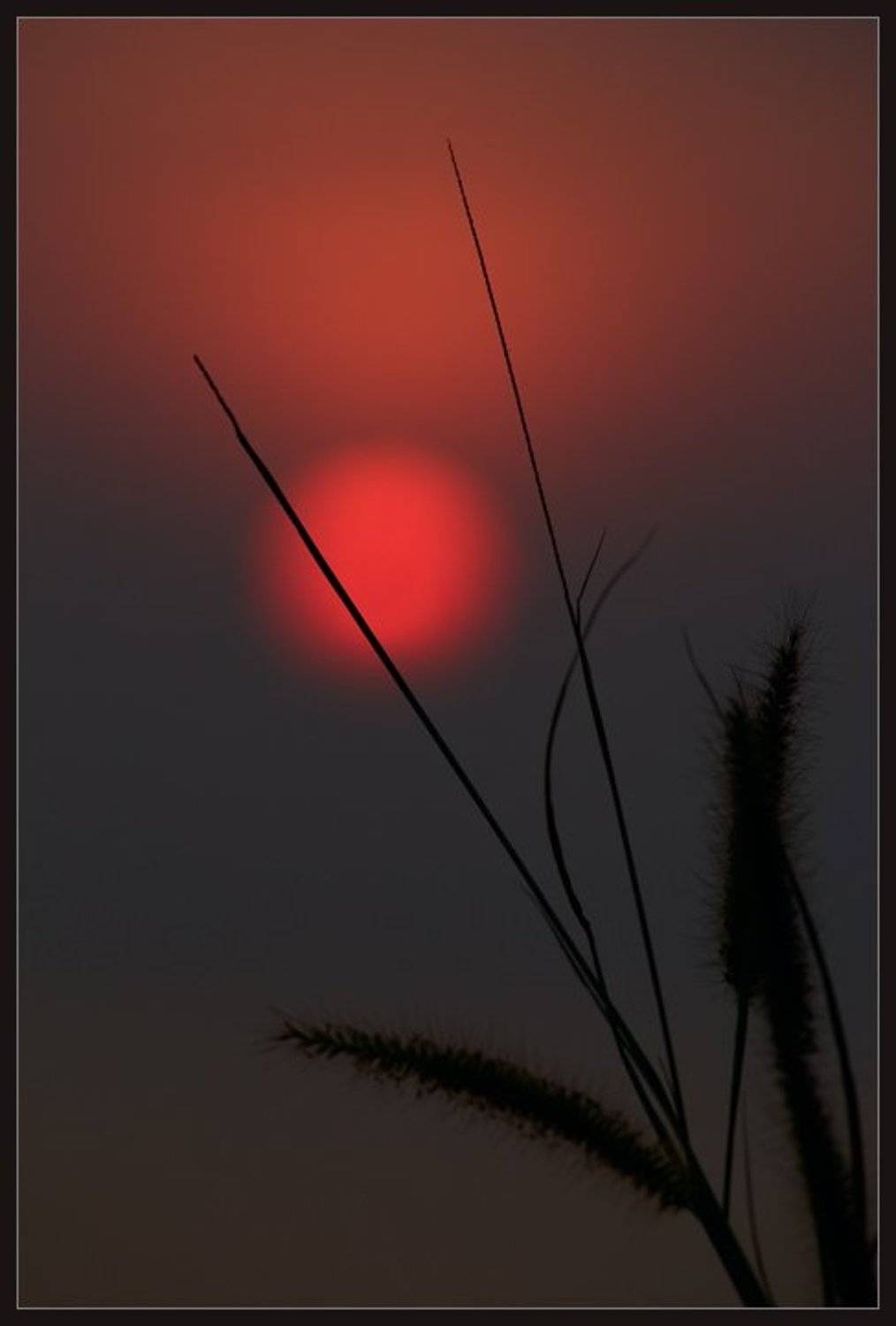 закат,солнце,силуэты,травинка,красное,чёрное,тишина, Александр Константинов