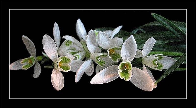 цветы, подснежники, макро, TeaNo1