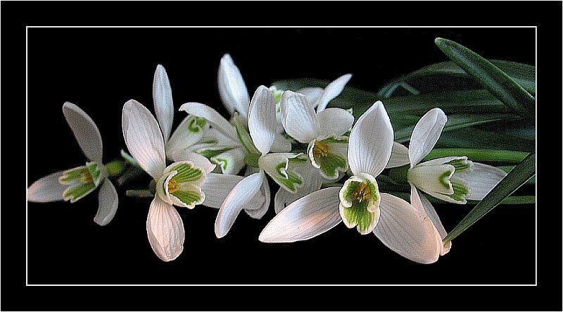 цветы, подснежники, макро Подснежники фото превью