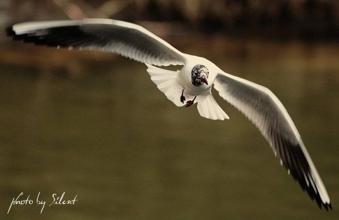 чайка, иордан, Silent