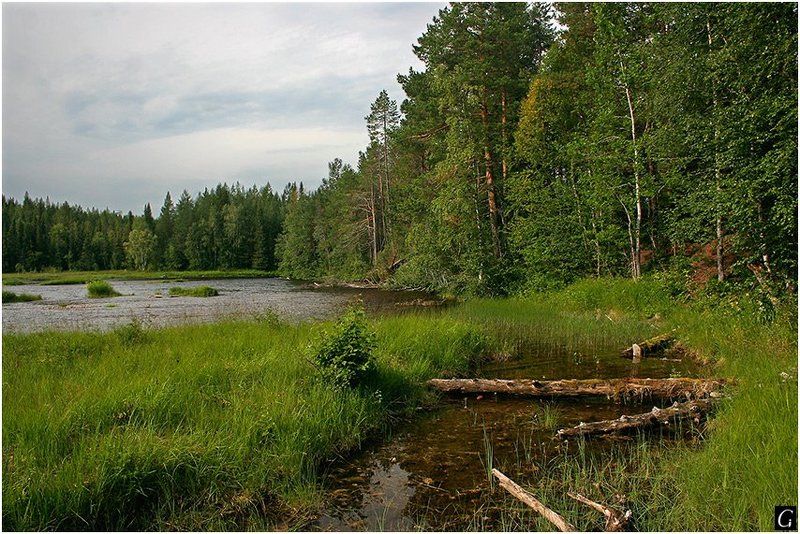 кольский, колвица, заводь, лето Тихая заводь фото превью