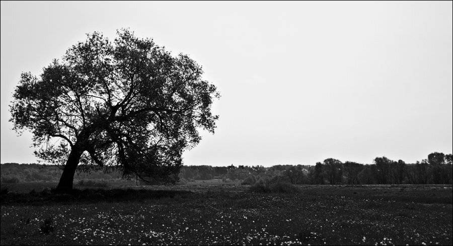 дерево, Владимир Эделев